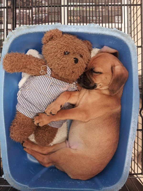 mascotas-durmiendo-con-peluches-09