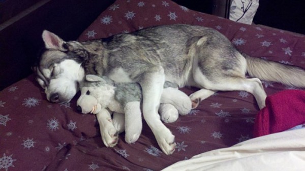 mascotas-durmiendo-con-peluches-10