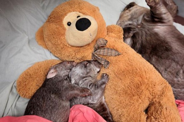 mascotas-durmiendo-con-peluches-11