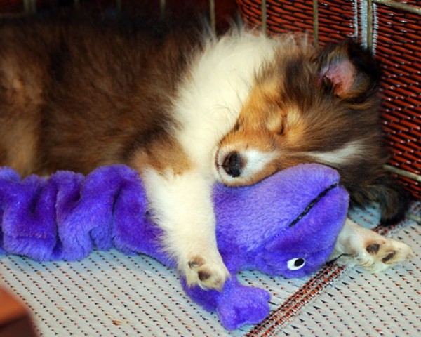 mascotas-durmiendo-con-peluches-12