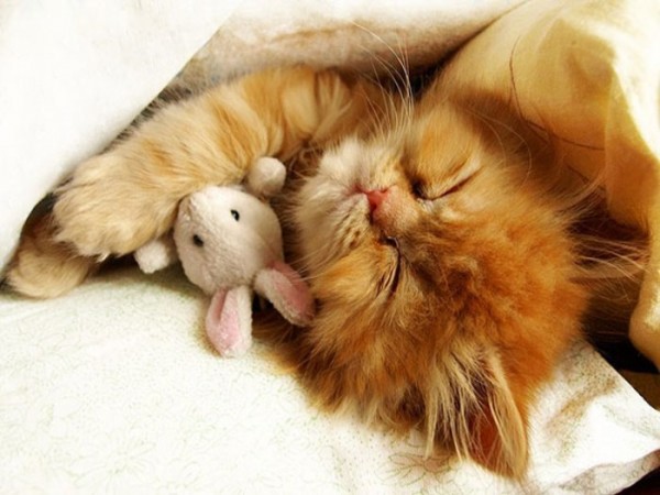 mascotas-durmiendo-con-peluches-13