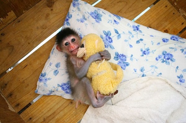 mascotas-durmiendo-con-peluches-14