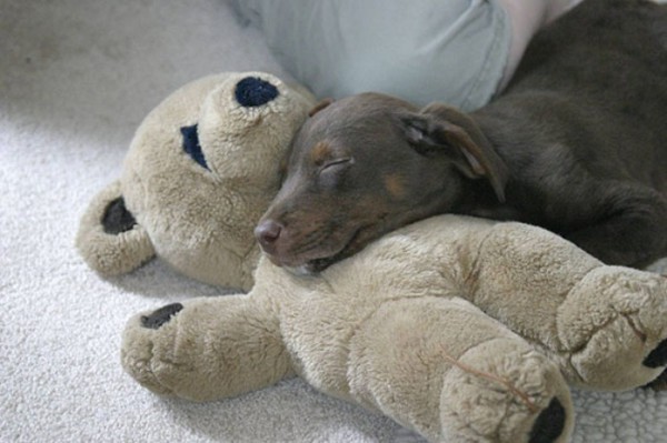 mascotas-durmiendo-con-peluches-15