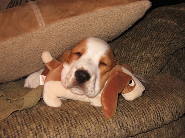 mascotas-durmiendo-con-peluches-16