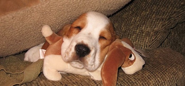 mascotas-durmiendo-con-peluches-16