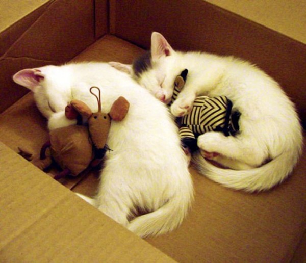 mascotas-durmiendo-con-peluches-17