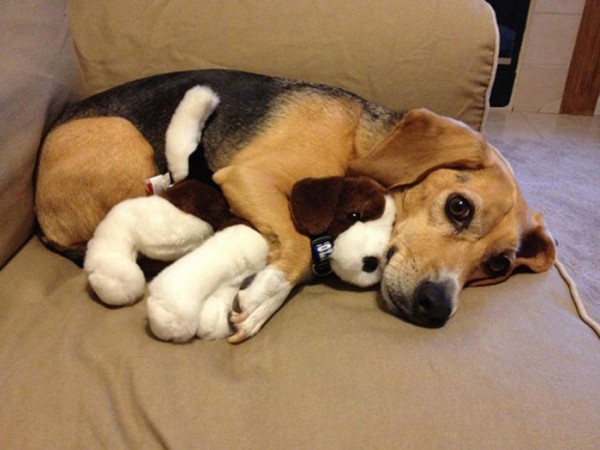 mascotas-durmiendo-con-peluches-18