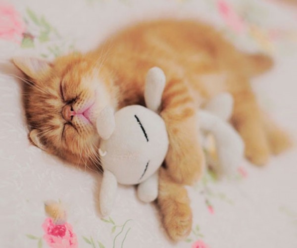 mascotas-durmiendo-con-peluches-19