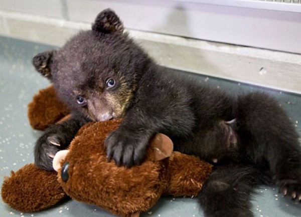 mascotas-durmiendo-con-peluches-20