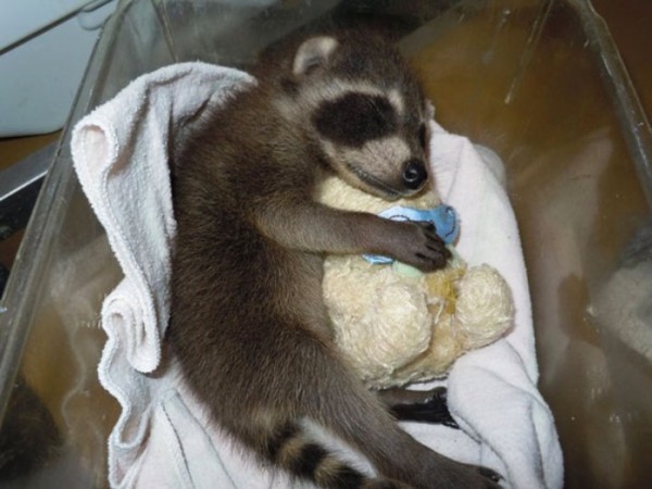 mascotas-durmiendo-con-peluches-21