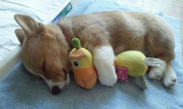 mascotas-durmiendo-con-peluches-22
