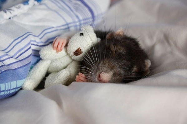 mascotas-durmiendo-con-peluches-23