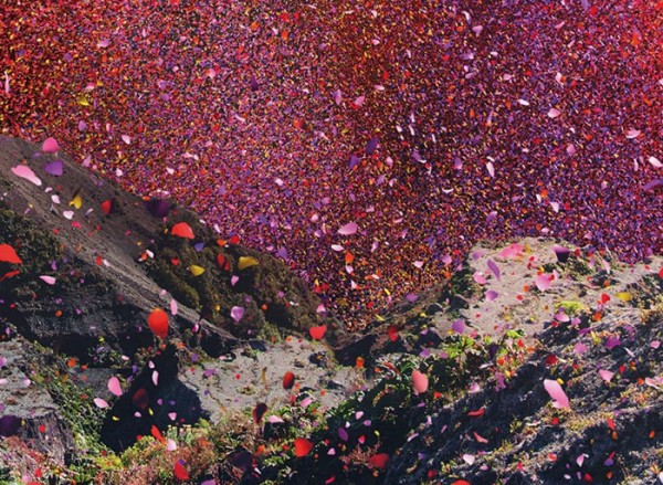 nickmeek-petalos-flores-03