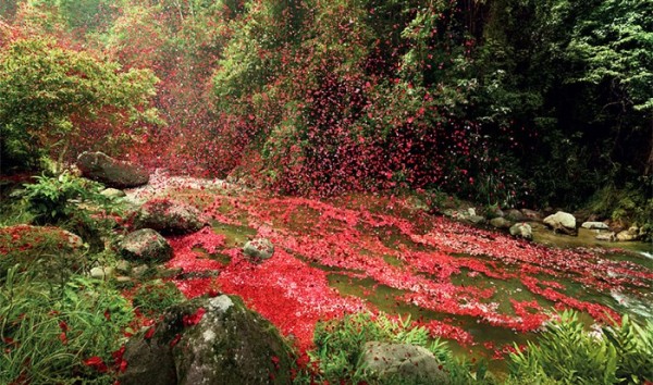nickmeek-petalos-flores-05
