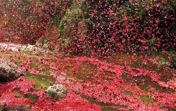 nickmeek-petalos-flores-06