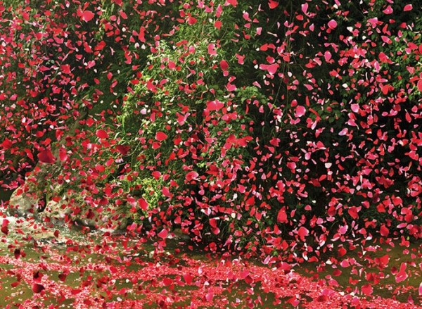 nickmeek-petalos-flores-07