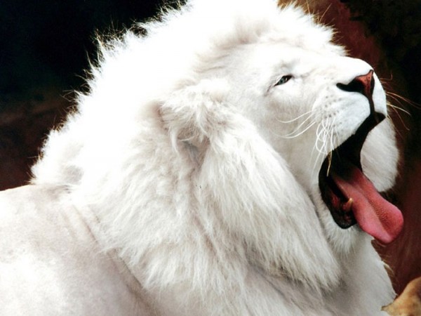animales-albinos-00