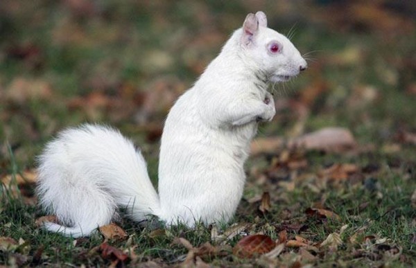 animales-albinos-04