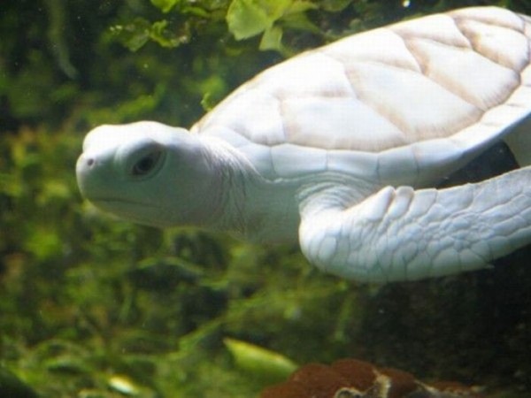 animales-albinos-05