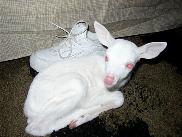 animales-albinos-07