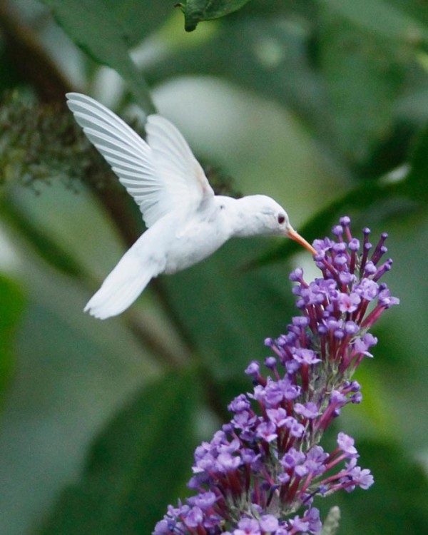 animales-albinos-11