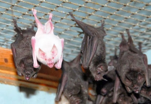 animales-albinos-13