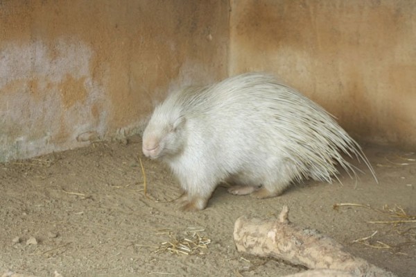 animales-albinos-14