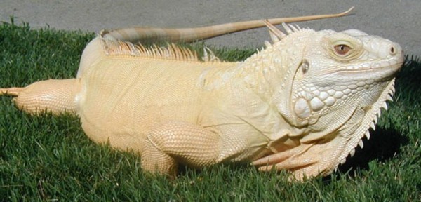 animales-albinos-15