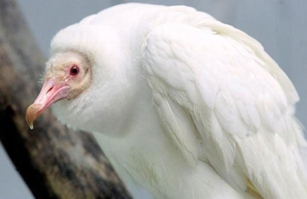 animales-albinos-16