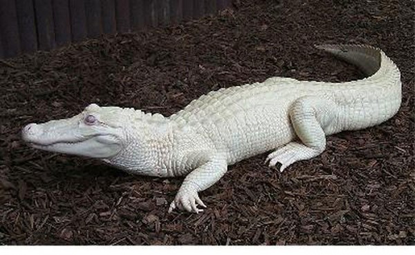 animales-albinos-17