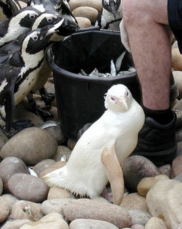 animales-albinos-18