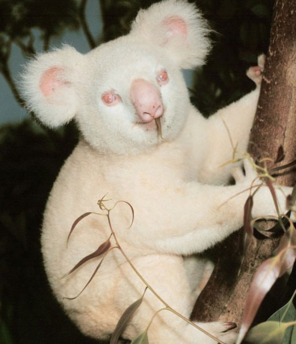 animales-albinos-19