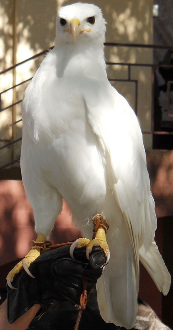 animales-albinos-20