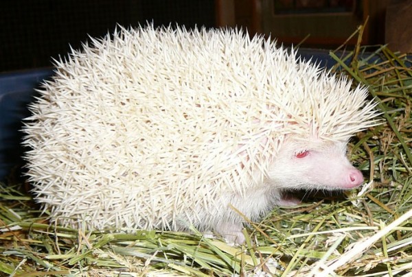 animales-albinos-21