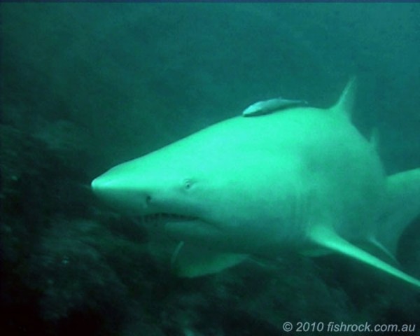 animales-albinos-22