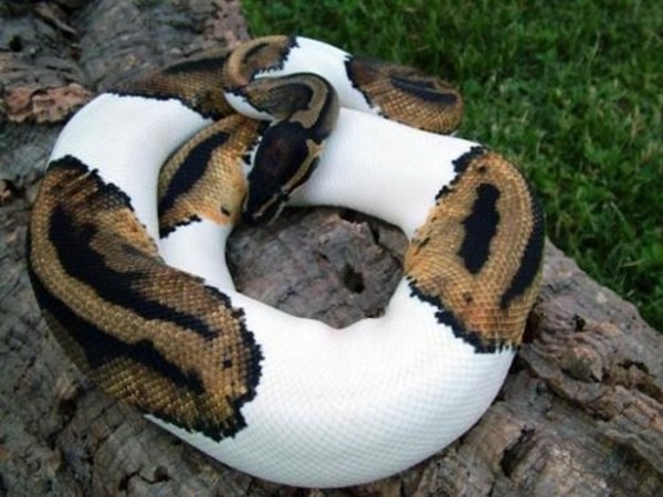 animales-albinos-23