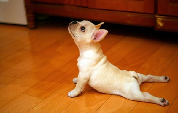 animales-divertidos-haciendo-yoga-00