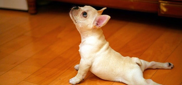 animales-divertidos-haciendo-yoga-00