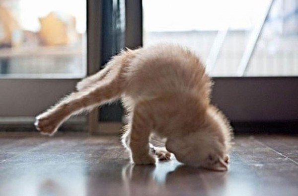 animales-divertidos-haciendo-yoga-01