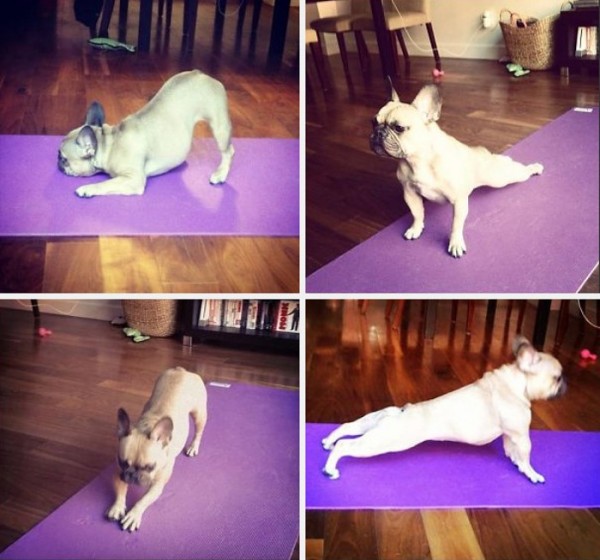 animales-divertidos-haciendo-yoga-02