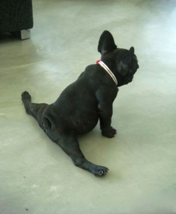 animales-divertidos-haciendo-yoga-03
