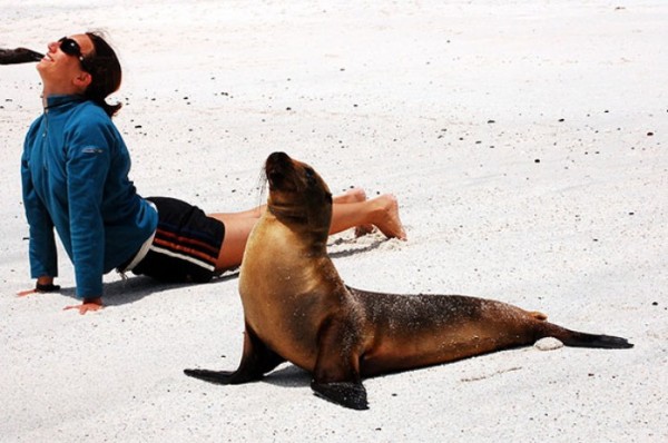 animales-divertidos-haciendo-yoga-04