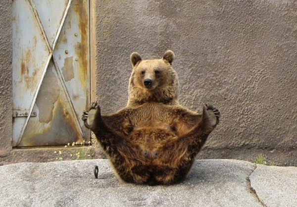 animales-divertidos-haciendo-yoga-05