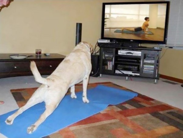 animales-divertidos-haciendo-yoga-06