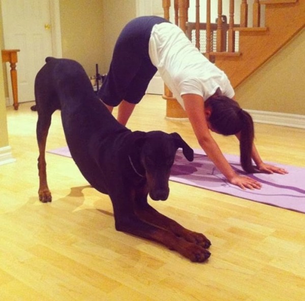 animales-divertidos-haciendo-yoga-09
