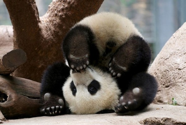 animales-divertidos-haciendo-yoga-10