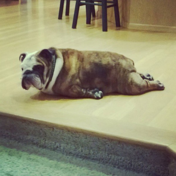 animales-divertidos-haciendo-yoga-11