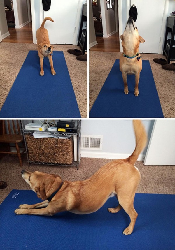 animales-divertidos-haciendo-yoga-12