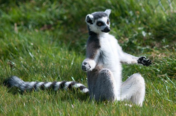 animales-divertidos-haciendo-yoga-13