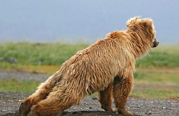 animales-divertidos-haciendo-yoga-15